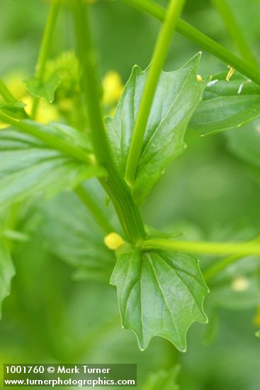 Brassica rapa ssp. campestris (Brassica campestris)