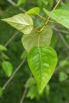 Black Cottonwood foliage