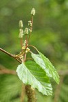 Paper Birch female catkins & foliage detail