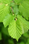 Hazelnut (Common Filbert) foliage