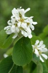 Serviceberry blossoms & foliage detail