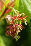 Vine Maple blossoms detail