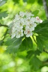 English Hawthorn blossoms & foliage