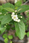 Pacific Crabapple blossoms & foliage