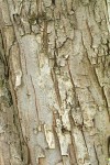 Pacific Crabapple bark
