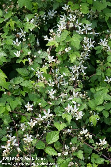 Rubus ursinus