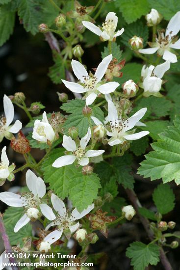 Rubus ursinus