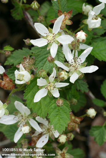 Rubus ursinus