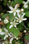 Trailing Blackberry blossoms & foliage