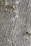Bigleaf Maple bark
