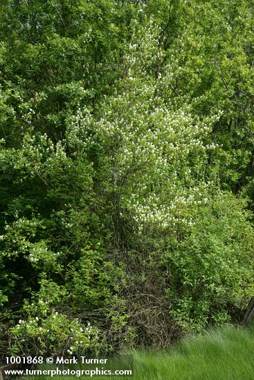 Amelanchier alnifolia
