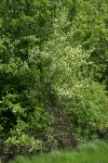 Serviceberry