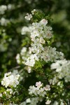 English Hawthorn blossoms