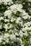 English Hawthorn blossoms
