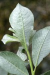Sitka Willow foliage underside detail