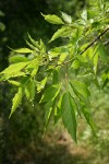Boxelder foliage detail