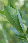 Willow foliage underside detail