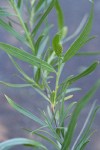 Coyote (Narrowleaf) Willow foliage w/ male ament