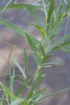 Coyote (Narrowleaf) Willow foliage w/ male ament