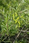 Coyote (Narrowleaf) Willow foliage & female aments