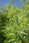Coyote (Narrowleaf) Willow foliage & female aments