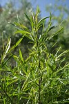 Coyote (Narrowleaf) Willow foliage & female aments