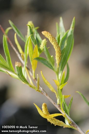 Salix exigua