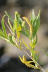 Coyote (Narrowleaf) Willow foliage & male aments