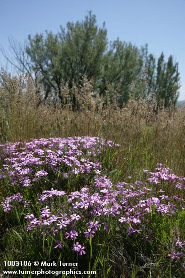 Phlox viscida; Artemisia tridentata