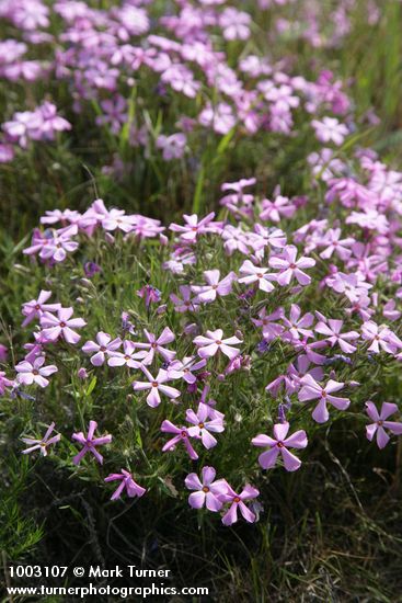 Phlox viscida
