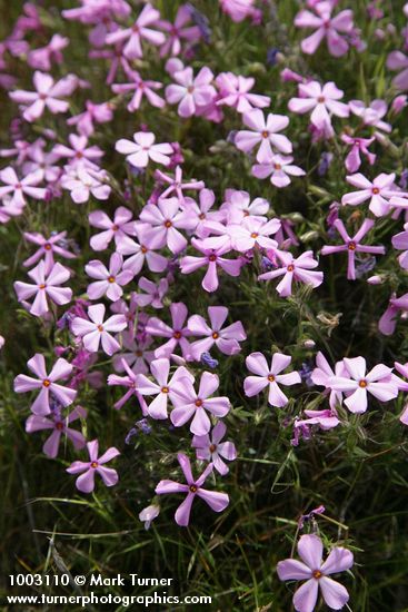 Phlox viscida