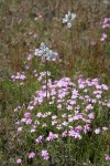 Bicolor Triteleia w/ Sticky Phlox