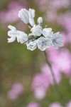 Bicolor Triteleia blossoms w/ Sticky Phlox very soft bkgnd