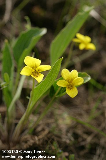 Viola praemorsa