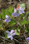 Early Blue Violets