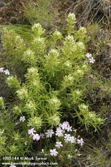 Castilleja xanthotricha; Phlox viscida
