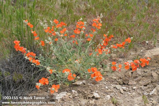 Sphaeralcea munroana