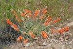 Orange Globe Mallow