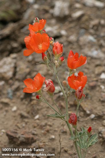 Sphaeralcea munroana