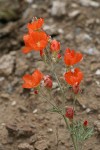 Orange Globe Mallow blossoms