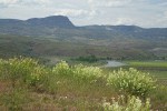 Thread-leaved Locoweed w/ John Day River valley bkgnd