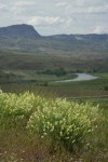 Thread-leaved Locoweed w/ John Day River valley bkgnd