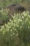 Thread-leaved Locoweed