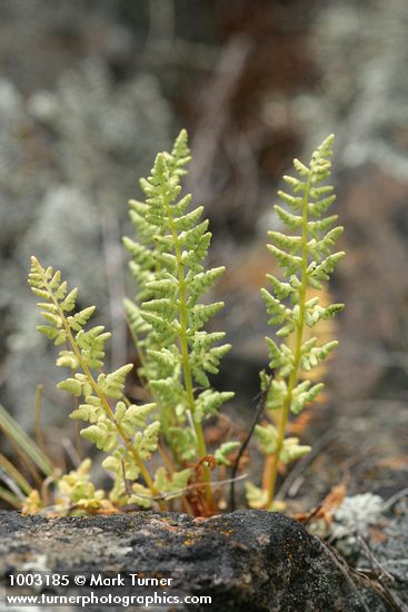 Woodsia oregana