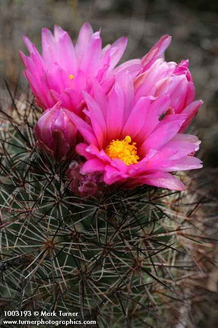 Pediocactus nigrispinus