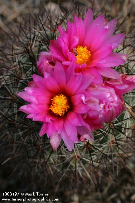 Pediocactus nigrispinus