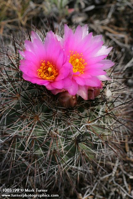 Pediocactus nigrispinus