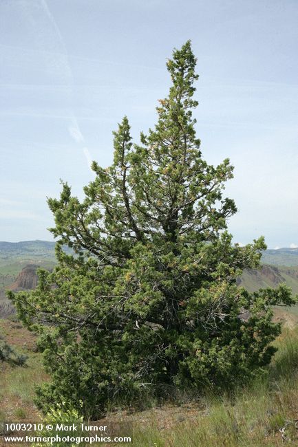 Juniperus occidentalis