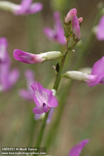 Astragalus reventus