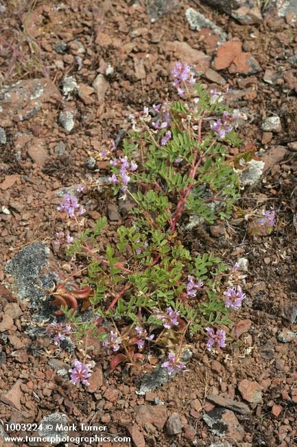 Astragalus diaphanus